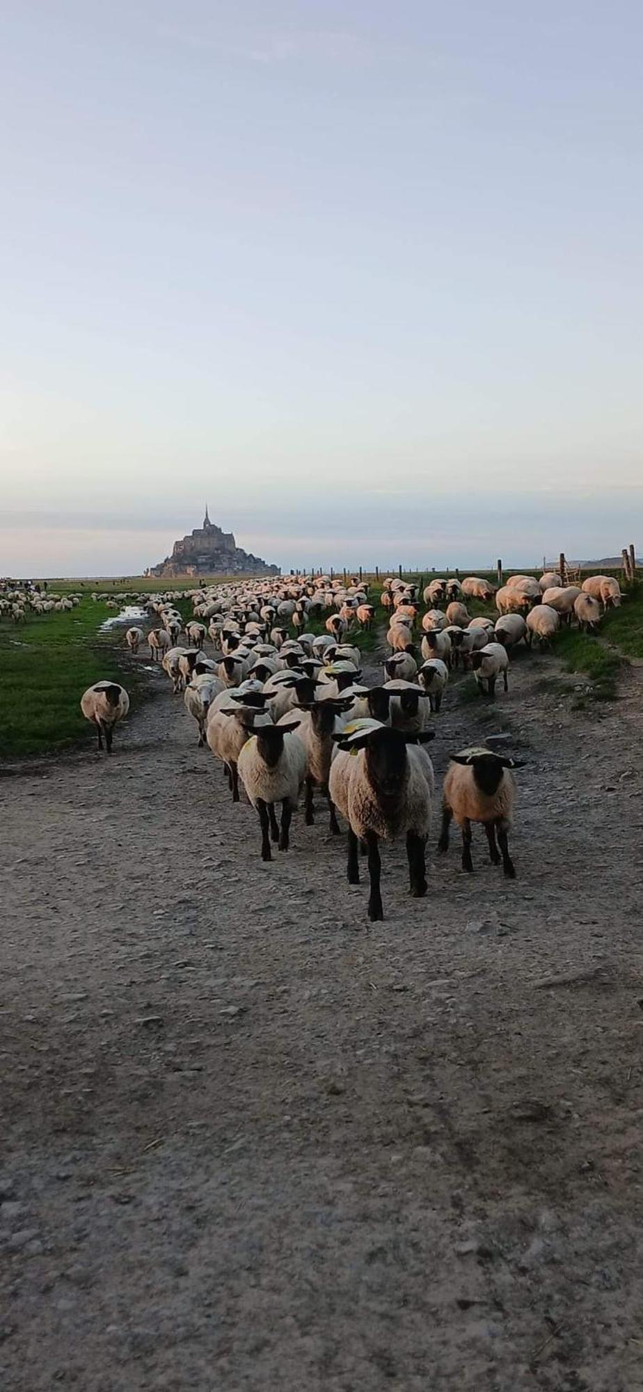 Vue Exceptionnelle Sur Le Mont Saint Michel Villa Huisnes-sur-Mer Exterior photo